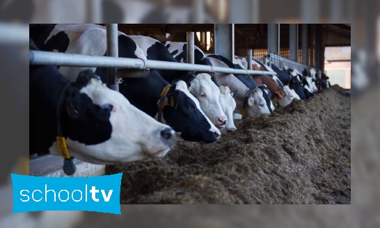Hoe dragen koeien bij aan het stikstofprobleem?