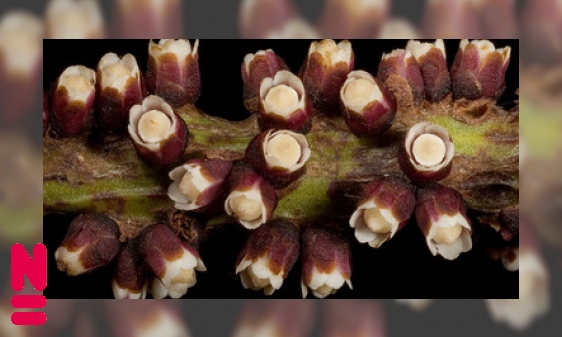 Parasitaire planten: stelen om te leven