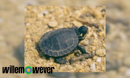 Wat is het verschil tussen mannetjes- en vrouwtjesschildpadden?