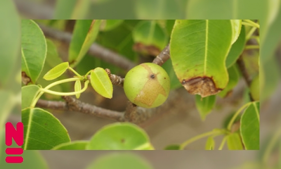 Plaatje Appeltjes des doods: de manzanillaboom