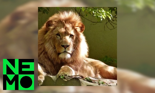 Plaatje Hoe wordt een dierenverblijf gemaakt?