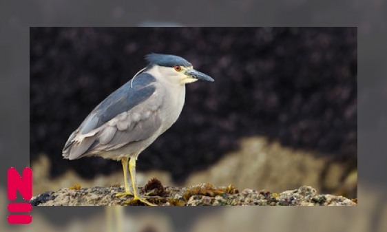 Plaatje Tien bedreigde Nederlandse vogels