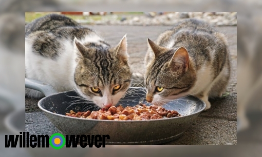 Waarom bestaat er geen kattenvoer met muizensmaak?