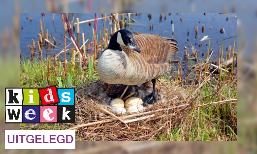 Plaatje Klopt de spreuk: In mei leggen alle vogels een ei?