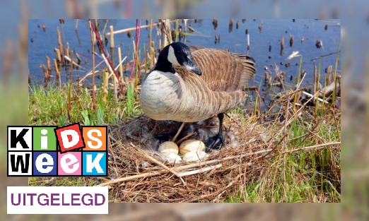 Plaatje Klopt de spreuk: In mei leggen alle vogels een ei?