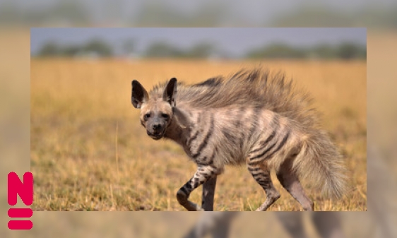 Plaatje Hyena’s, aardwolven en wilde honden: samenleven op de savanne