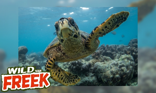 Plaatje Groene zeeschildpad