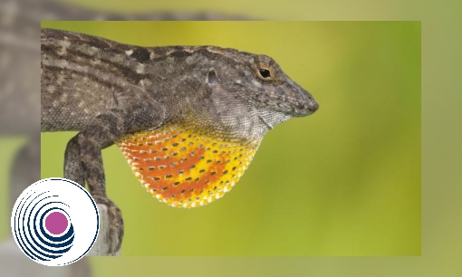 Plaatje Spreekbeurt Bruine anolis