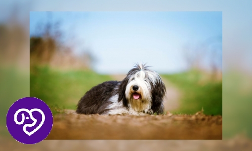 Plaatje Bearded collie