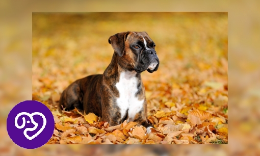 Plaatje Boxer