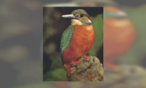 Plaatje IJsvogels