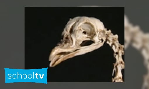 Skeletten van vogels