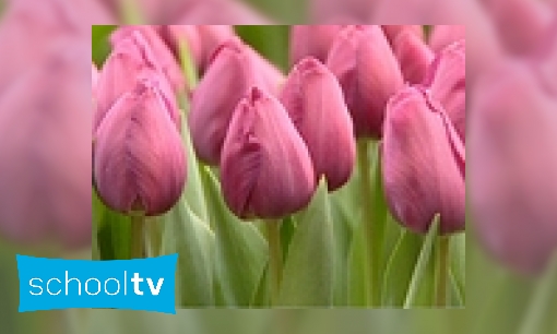 Plaatje Tulpen in een kas