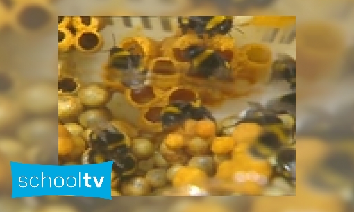 Plaatje Waarom zoemen bijen?