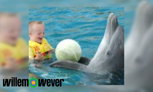 Plaatje Hoe kan het dat wanneer mensen bij dolfijnen in therapie gaan dat het dan beter gaat?
