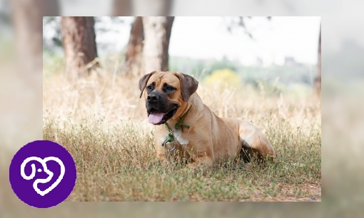 Plaatje Boerboel