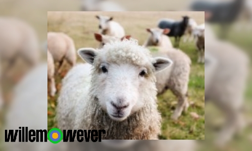 Hoe kan een wit lammetje tussen alle witte schapen hun eigen mama vinden?