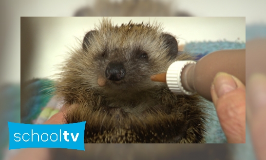 Wat moet je doen als je een egel vindt?