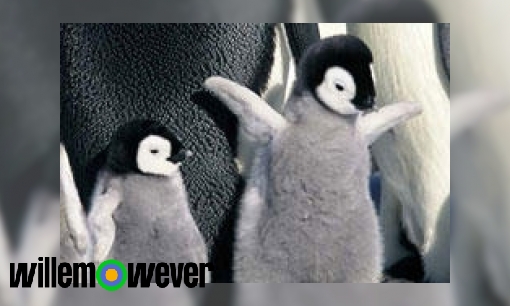 Hoe herkennen pinguïns elkaar?