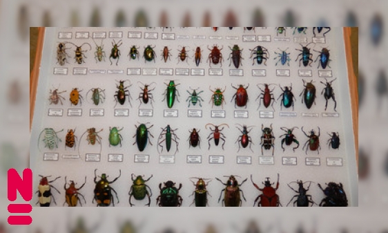 Plaatje Waarom zijn insecten zo klein?
