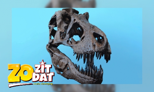 Wie vond de eerste dinobotten?