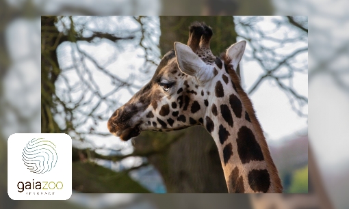 Plaatje Rothschild giraffe