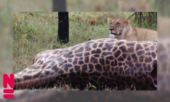 Vijf kindervragen over dode dieren