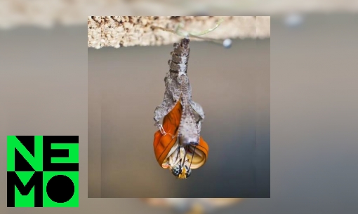 Plaatje Hoe verandert een rups in een vlinder?