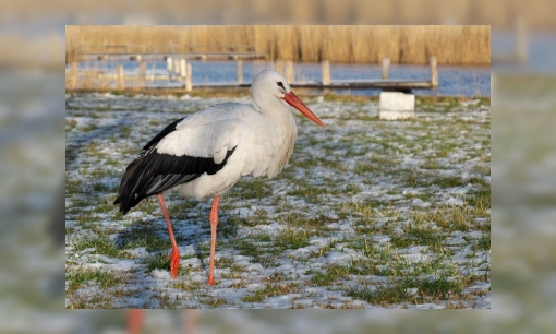 Plaatje Ooievaars wintertelling