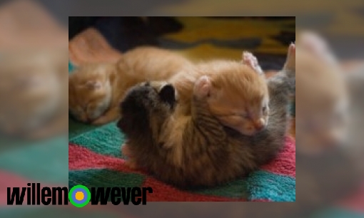 Plaatje Waarom hebben net geboren dieren hun ogen dicht?