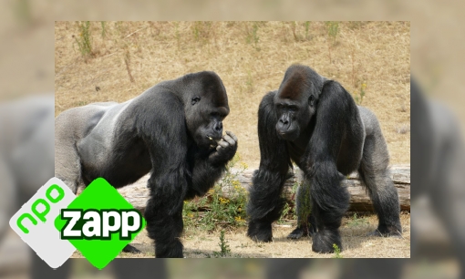 Plaatje Waku Waku weetjes over de gorilla