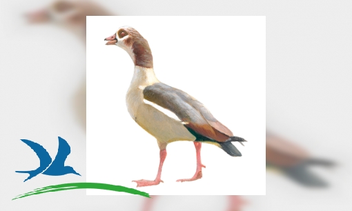 Plaatje Nijlgans