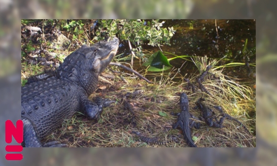 Plaatje Alligators: oerreptielen van deze tijd