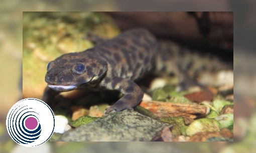 Plaatje Spreekbeurt Spaanse ribbensalamander
