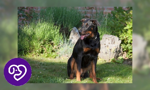 Plaatje Beauceron
