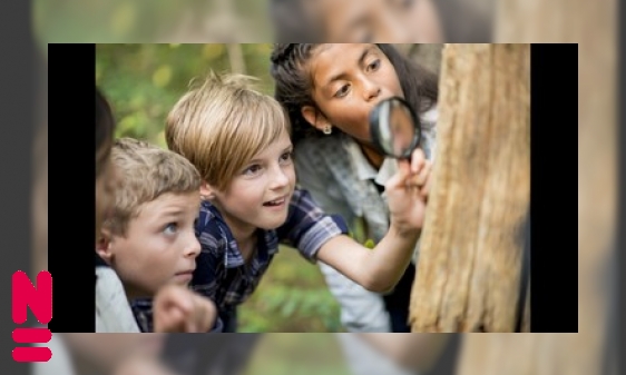 Vijf trucs om insecten te bestuderen