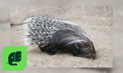 Plaatje Gewone stekelvarken