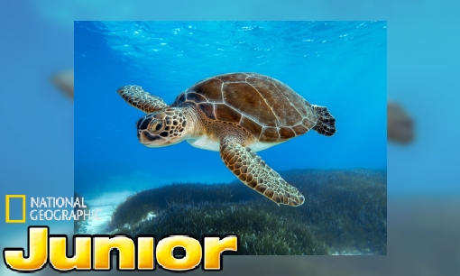 Plaatje Weetjes over zeeschildpadden