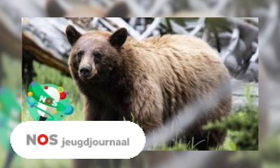 Plaatje Podcast: Wanneer komt de bruine beer naar Nederland?