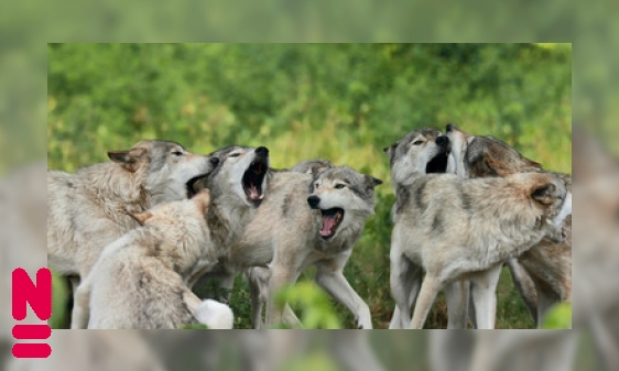 Plaatje Wolven in de Nederlandse natuur