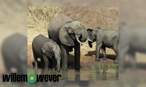 Plaatje Waarom rouwen olifanten om hun dode kuddegenoten?