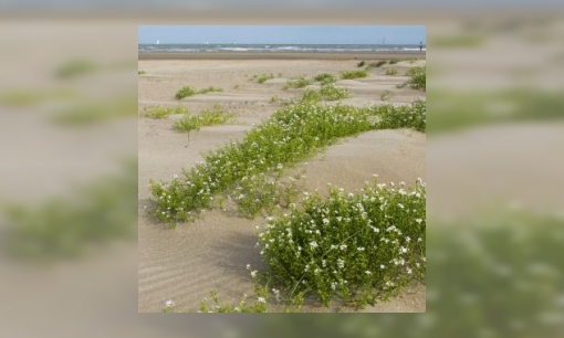 Plaatje Zee- en kustencyclopedie van de lange landen