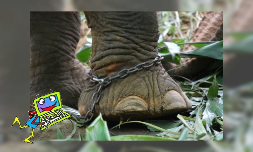 Plaatje Dierenmishandeling (WikiKids)