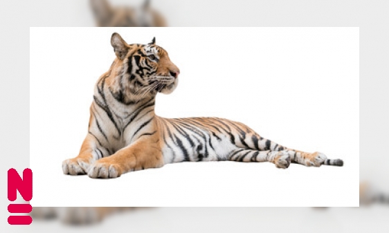 Plaatje De tijger: een soort met veel ondersoorten