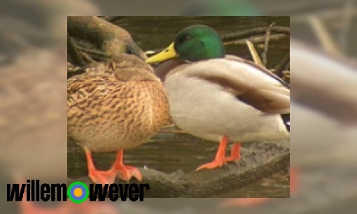 Plaatje Waarom zijn in de natuur mannetjes mooier?