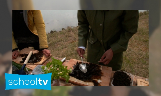 Plaatje Kan je sushi maken van het zeewier uit de Noordzee?