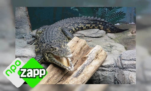Plaatje Waku Waku weetjes over de krokodil