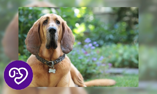Plaatje Bloedhond