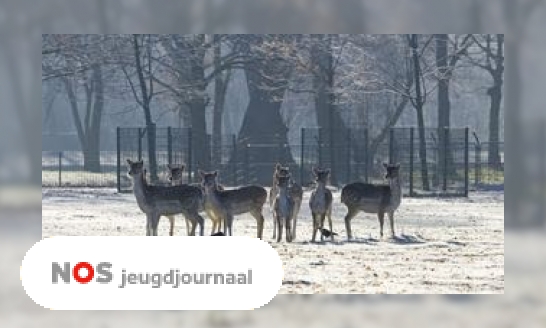 Plaatje Herten op kinderboerderij en hertenkamp worden binnenkort verboden