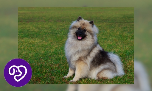 Plaatje Keeshond